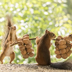 Red Squirrels are lifting walnuts