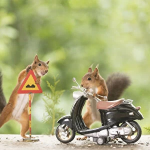 Red Squirrels with a motor bike and a sign