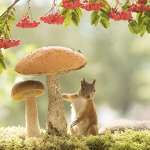 Red Squirrels with mushroom