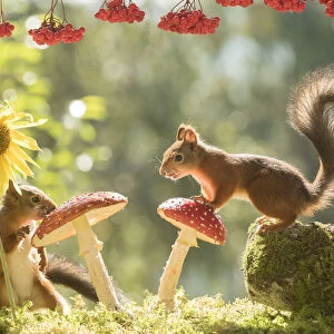 Red Squirrels with a mushroom and sunflower