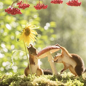 Red Squirrels with mushrooms Red Squirrels with a mushroom and sunflower