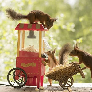 Red Squirrels with an popcorn machine