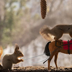 Red Squirrels stand with a horse