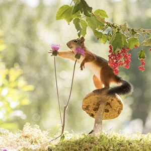 Red Squirrels stand with mushroom, red currant and thistle