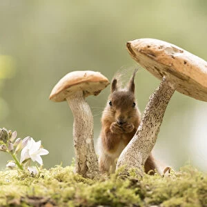 Red Squirrels stand between mushrooms