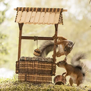 Red Squirrels stand with a water well