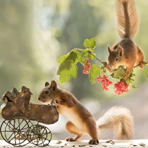 red squirrels standing with an baby stroller