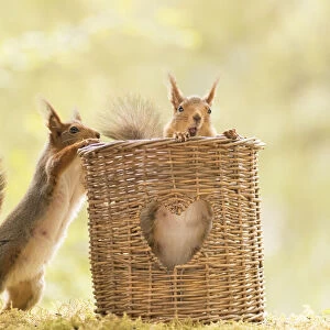 Red Squirrels standing with a basket with an heart