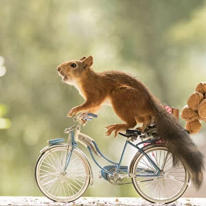 Red Squirrels standing with a bicycle and nuts