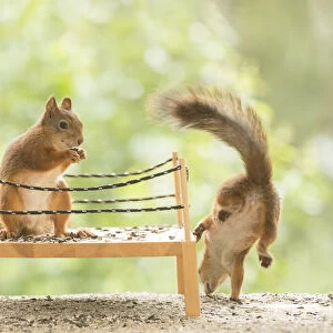 Red Squirrels standing in a boxing ring