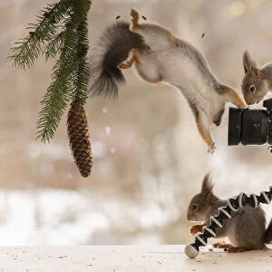 Red squirrels is standing behind a camera