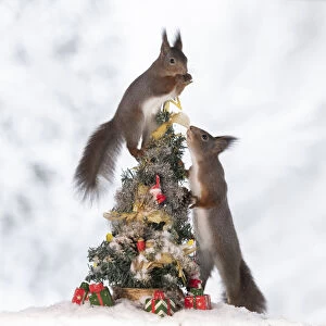 red squirrels standing with and in a Christmas tree