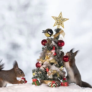 red squirrels standing with an Christmas tree with birds