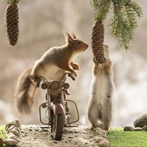 red squirrels standing on and with an motor bike