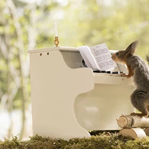 red squirrels are standing with a piano