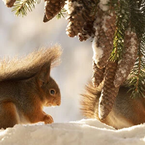 Red squirrels standing under pinecones branches in the snow