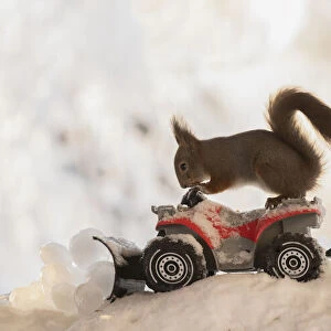 red squirrels standing on a Quadbike with ice balls