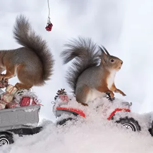red squirrels standing on a Quadbike with presents
