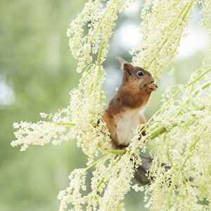 red squirrels standing on rhubarb flowers branches