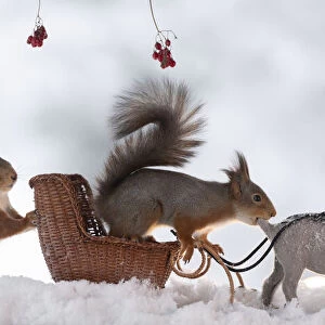 Red squirrels standing on a sledge with a reindeer