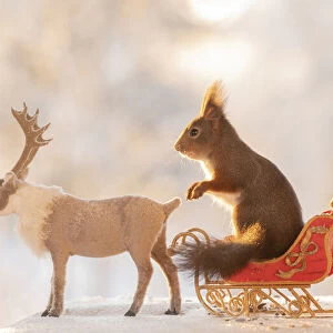 Red squirrels standing on a sledge with reindeer on ice