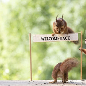 red squirrels standing with a welcome back sign