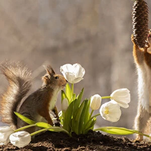red squirrels standing with white tulips and pinecone