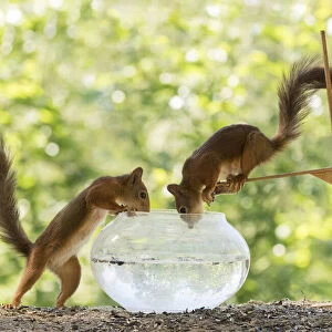 Red Squirrels with water, bowl and diving board