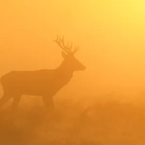 Red Stag - at sunrise in atmospheric conditions - Bushy Park - London - England Red Stag - at sunrise in atmospheric conditions - Bushy Park - London - England