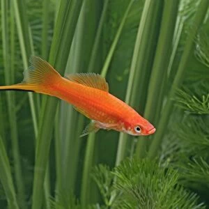 Red swordtail – male side view - tropical freshwater – Central America 002569