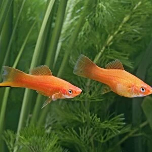 Red swordtail – pair side view - tropical freshwater – Central America 002576