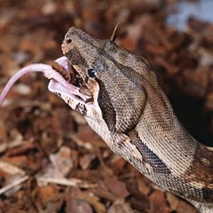 Red-tailed Boa Constrictor - Eating
