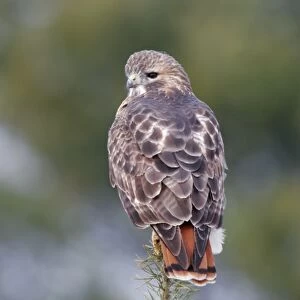Red-tailed Hawk - Adult