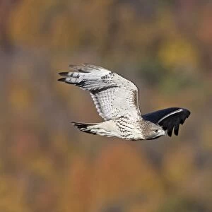 Red-tailed Hawk. Adult. CT in October - USA