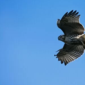 Red-tailed Hawk Juvenile in flight, USA