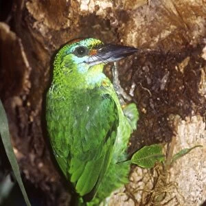 Red-throated Barbet - female excavating nest hole
