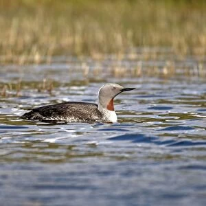 Red-throated Loon / Diver - on small loch - Isle of Harris - Outer Hebrides