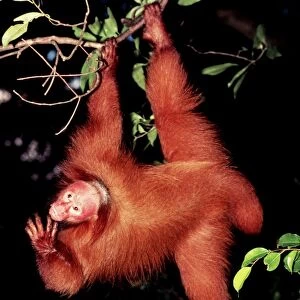 Red Uakari Monkey FG E 252 Cacajao rubicundus © Francois Gohier / ARDEA LONDON