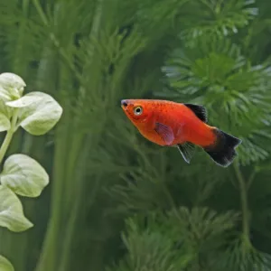 Red wagtail platy – side view - tropical freshwater - variant 002640