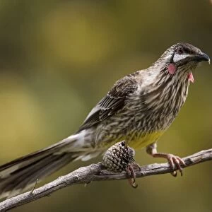 Red Wattlebird - erched on branch At Two People's Bay, Western Australia. Inhabits eucalypt woodlands, forests and gardens with flowering trees across the south of Australia