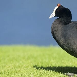 Redknobbed Coot