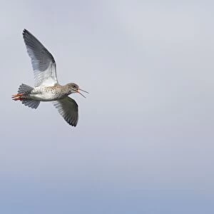 Redshank - Calling in flight Tringa totanus Unst, Shetland, UK BI011327