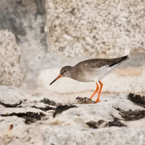 Redshank - UK