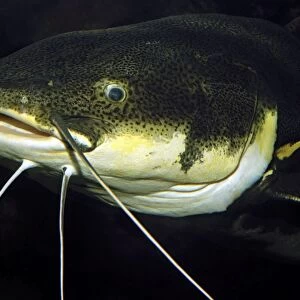 Redtail Catfish - South America - Amazon and Orinoco Rivers