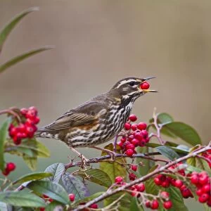Redwing - eating cotoneaster berries - Bedfordshire UK 8800