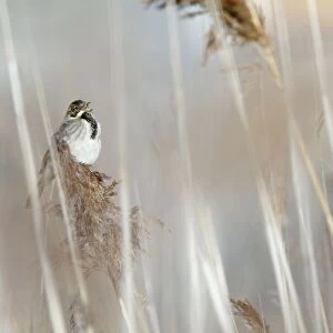 Reed Bunting - male calling from reedbed in early spring - Bowesfield Nature Reserve - Cleveland - UK