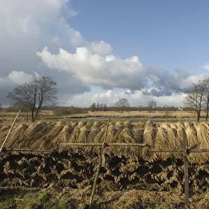 Reed culture in fenland Landscape of nature reserve The Wieden, Overijssel, The Netherlands