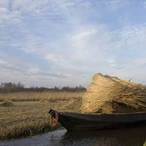 Reed culture Reed bundles are moved by boat in the fenland The Netherlands, Overijssel, nature reserve The Wieden