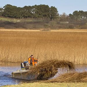 Reed Cutting - Marazion Marsh - Cornwall - UK