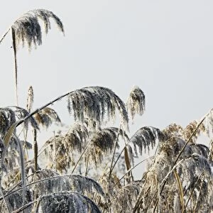 Reeds - covered in frost